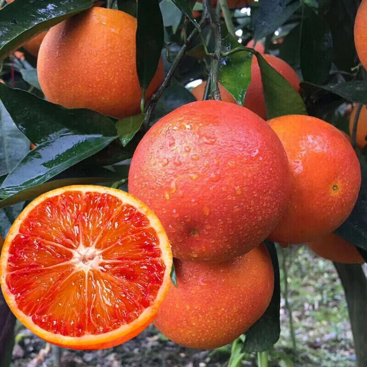 Red Flesh Blood Orange Seeds（🪴Can be potted）
