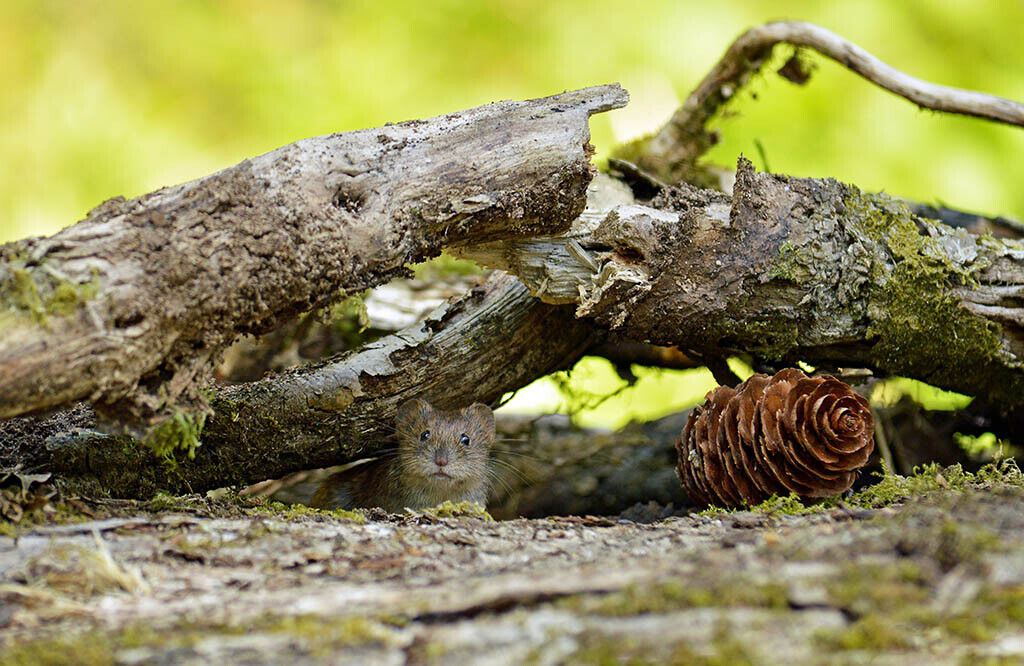 Bank Vole Wildlife 12x8 inch print picture