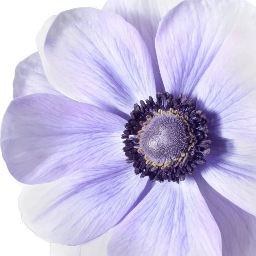 Lavender Italian Anemone Bulbs For Sale | Mistral Plus Azzurro – Easy To Grow Bulbs