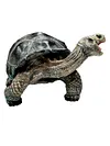 2024 Simulation turtle series Galapagos tortoise tortoise model