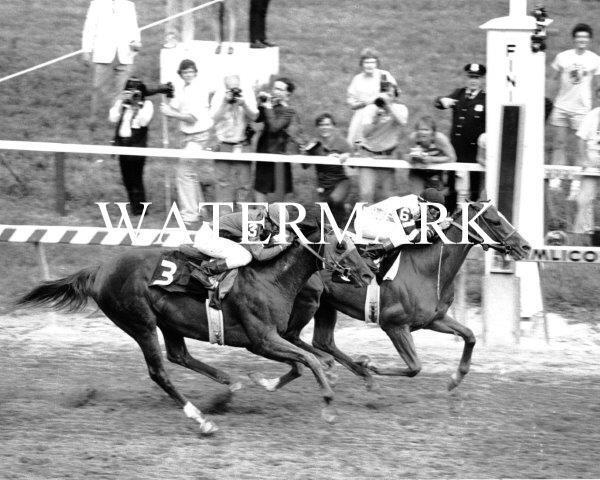 AFFIRMED 1978 Preakness Winner Horse Racing 8 x 10 Photo Poster painting Race