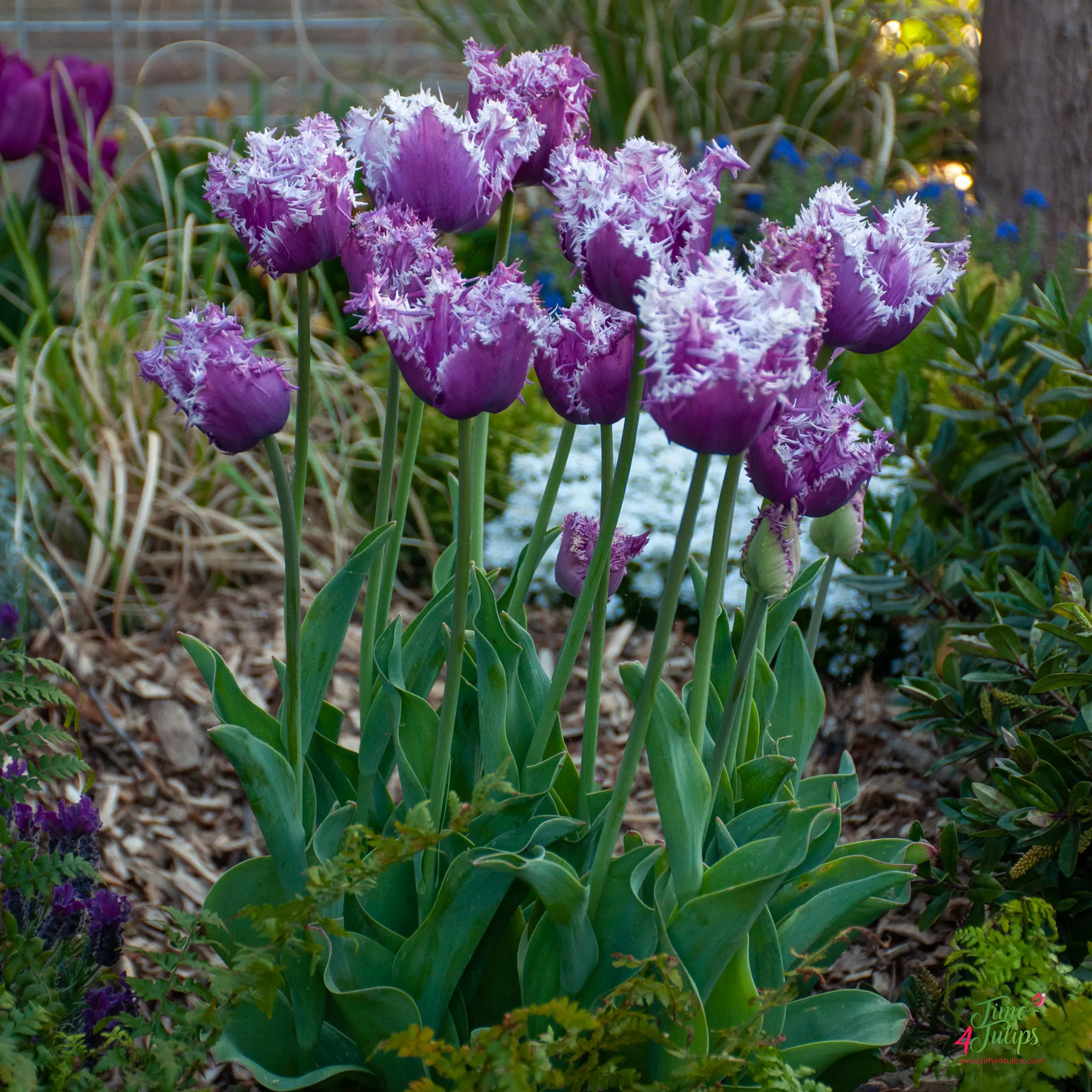 Blue Cummins Tulip Seeds