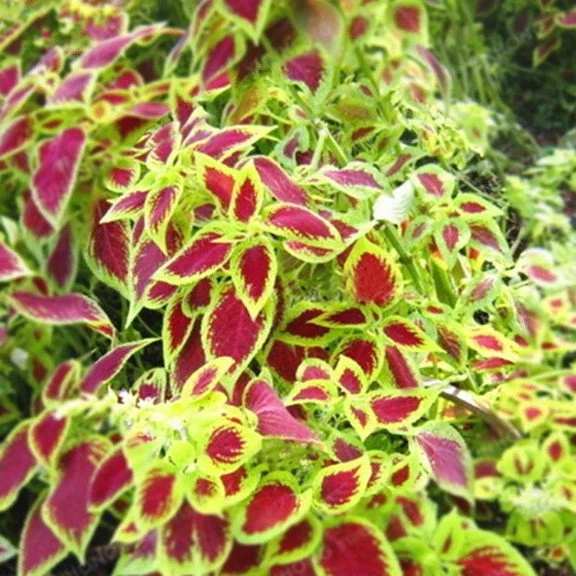 50pcs/Bag Coleus Bonsai Flower Leaf Plants Rainbow Dragon Seeds Garden