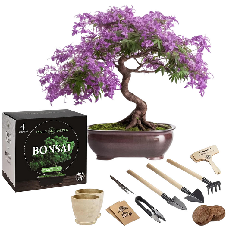 Jacaranda Bonsai Tree Seeds Complete Bonsai Starter Kit 