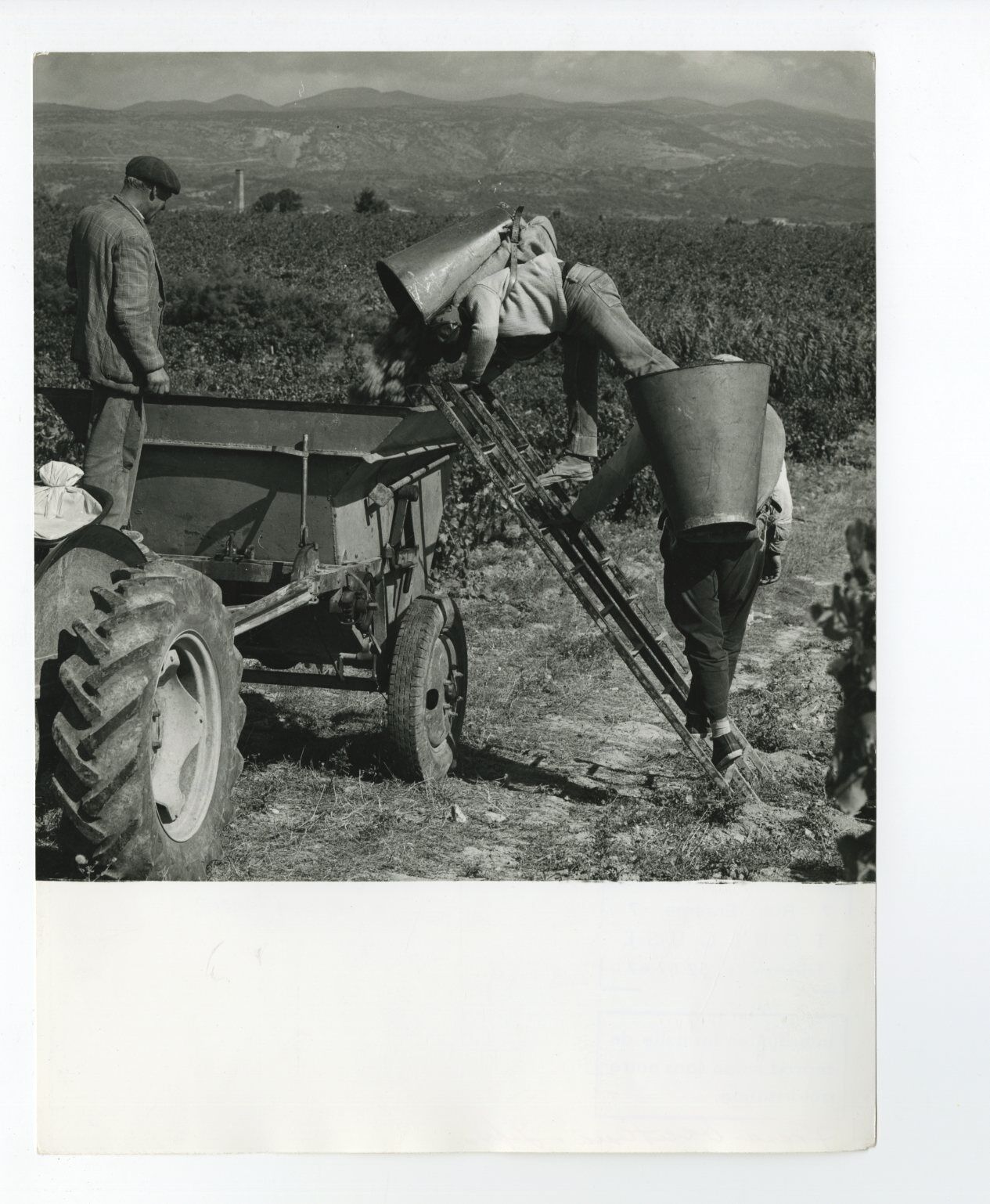 French History - Vendanges dans le Minervois - Vintage Photo Poster paintinggraph