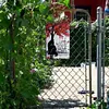 Black Cat Uunder Tree - Vintage Metal Signs - 20*30cm