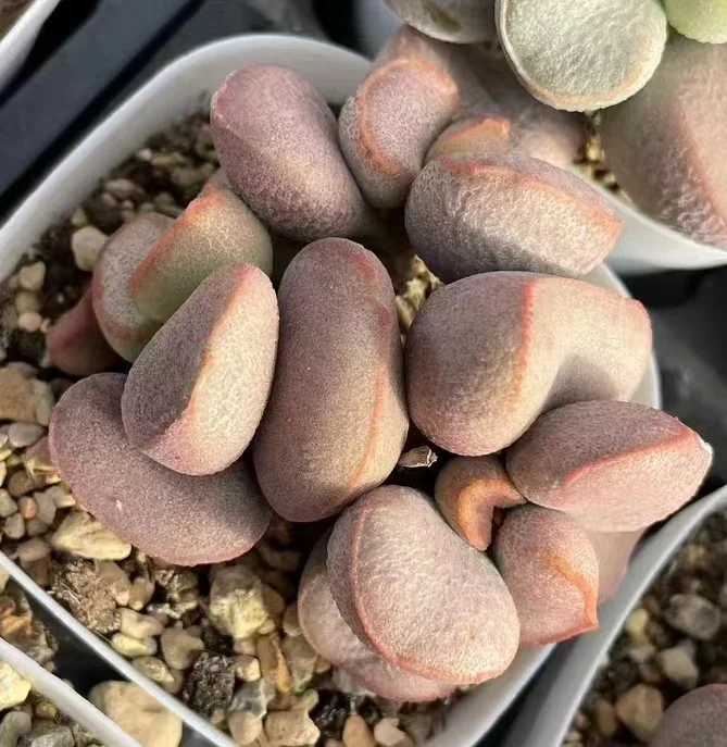 plant Aeonium Echeveria Haworthia  Caudex  Lithops Cactus  Agave 