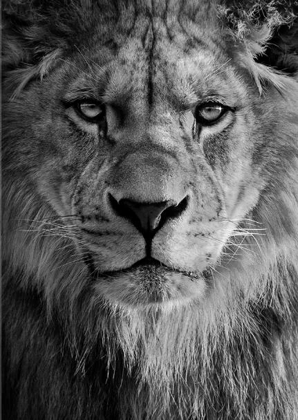 Minimalist Black and White Lion Animal Personality Mural Poster Home Interior Room Bedroom Wall Decoration Canvas Art (no Frame) 530