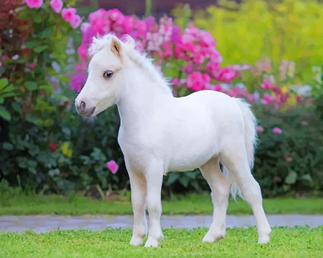 

Cute Little White Horse – Paint By Numbers - 40*50CM, 501 Original