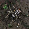 3D Mechanical Mutation Insect Model DIY Handmade Ornaments Insect Model Set