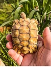 Tortoise Tortoise Model Resin Yada Angoloka Radiated Tortoise Ornaments Landscaping