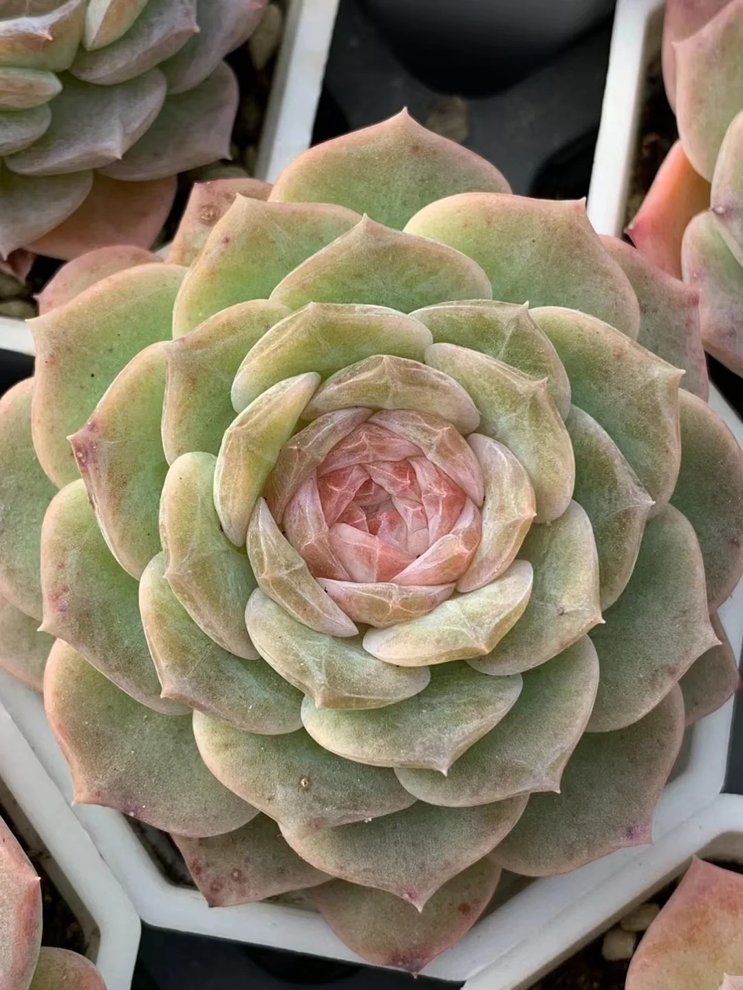 plant Aeonium Echeveria Haworthia  Caudex  Lithops Cactus  Agave 