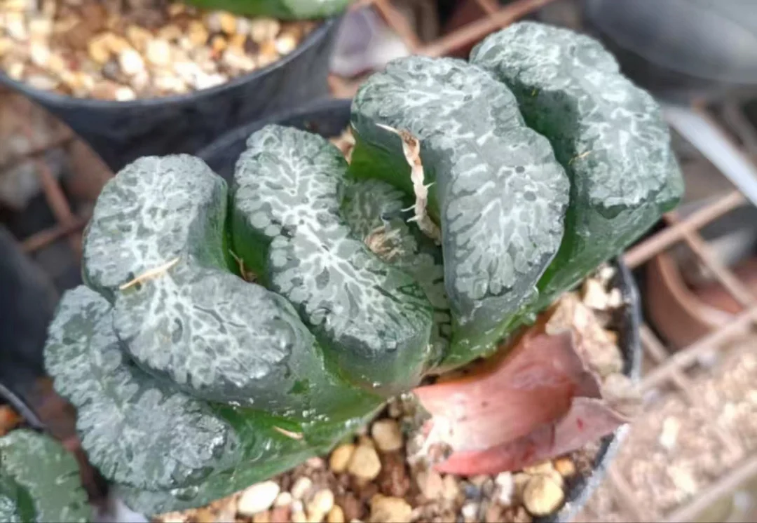 1026.Haworthia UTAMARO 5-8cm/ Haworthia/ Succulent plants / Garden landscape / Carefully select healthy plants