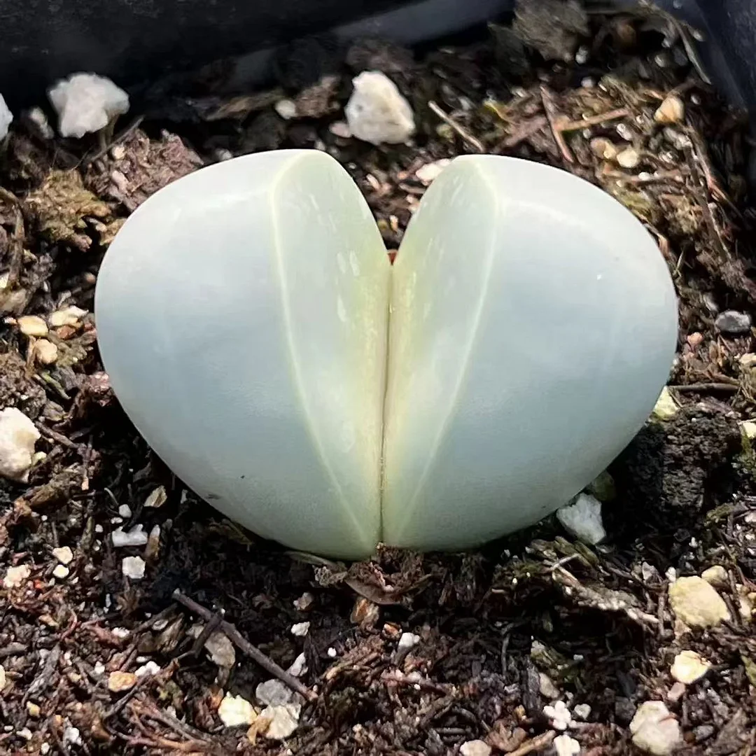 plant Aeonium Echeveria Haworthia  Caudex  Lithops Cactus  Agave 