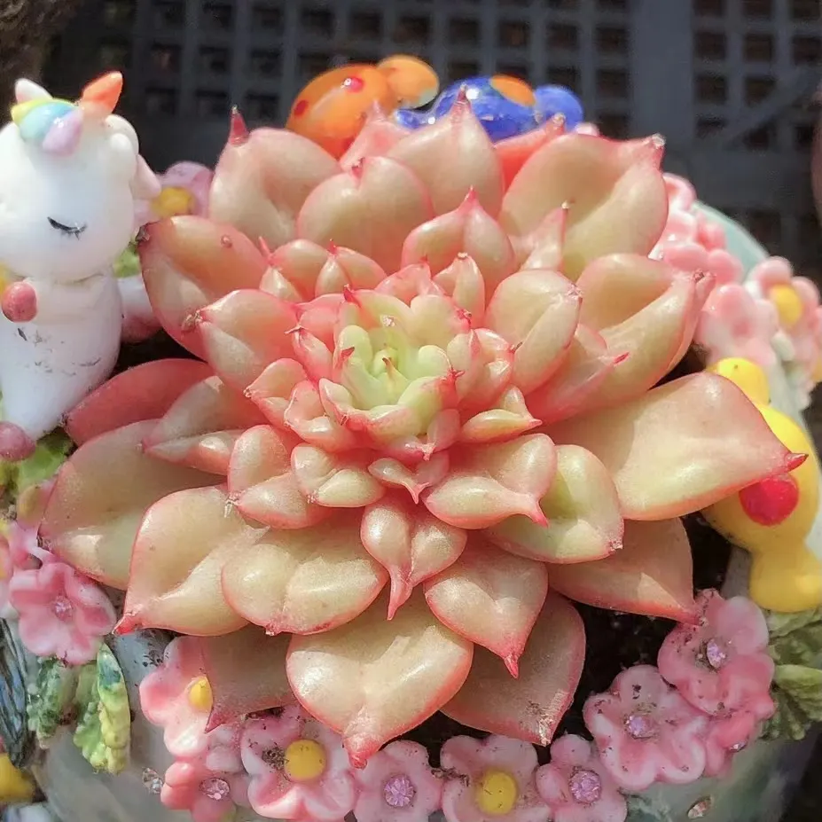 plant Aeonium Echeveria Haworthia  Caudex  Lithops Cactus  Agave 