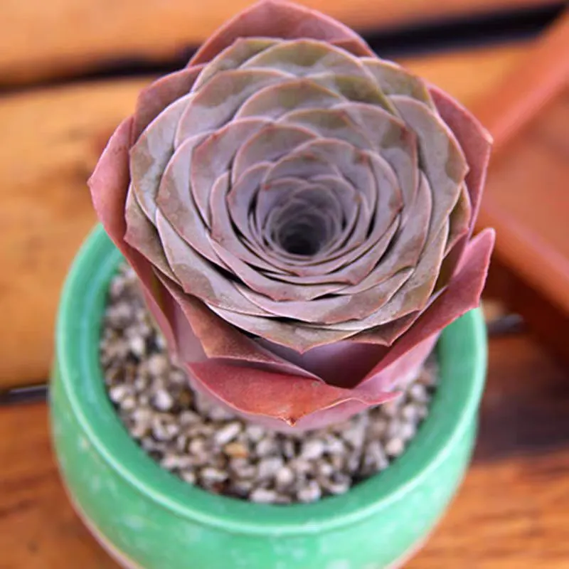 plant Aeonium Echeveria Haworthia  Caudex  Lithops Cactus  Agave 