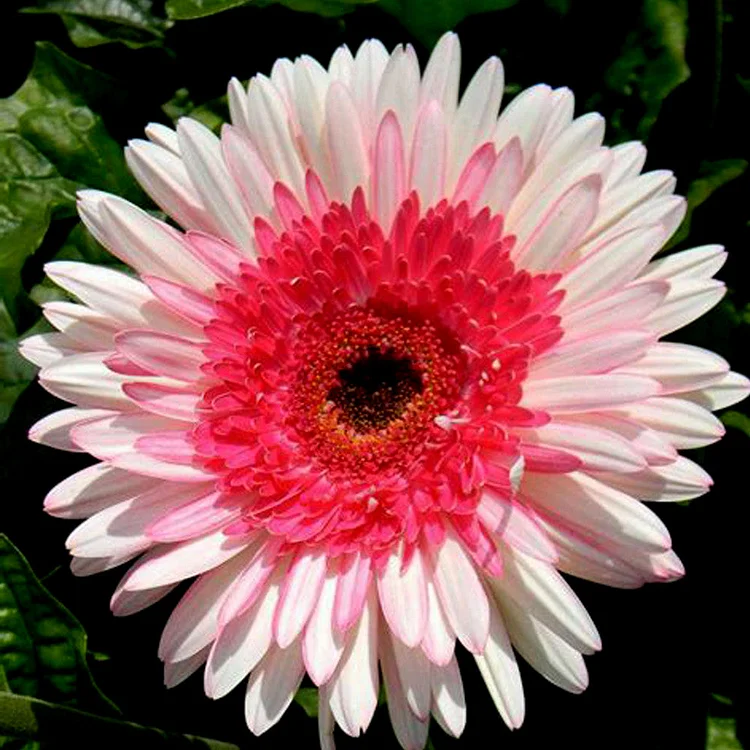 Rosa-weiße Gerbera-Blumensamen, Sonnenblume
