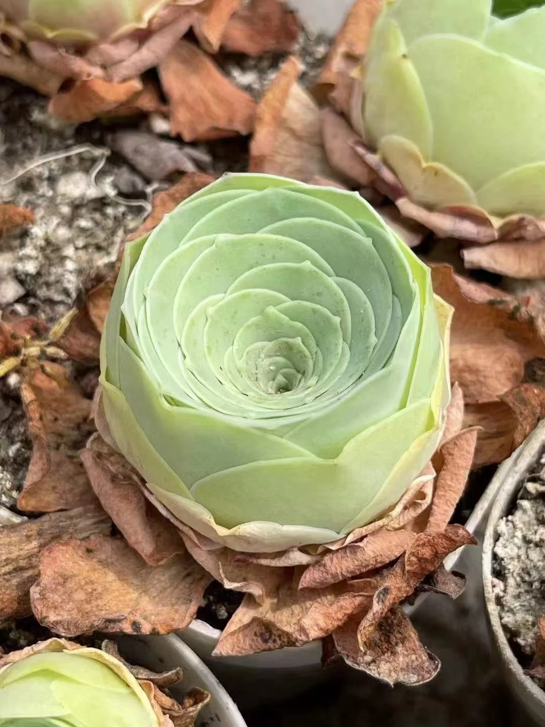 plant Aeonium Echeveria Haworthia  Caudex  Lithops Cactus  Agave 