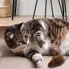 Jouet souris pour chats et chiens