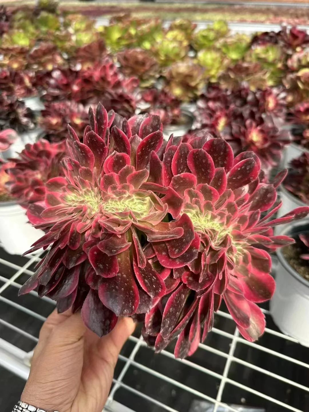 plant Aeonium Echeveria Haworthia  Caudex  Lithops Cactus  Agave 