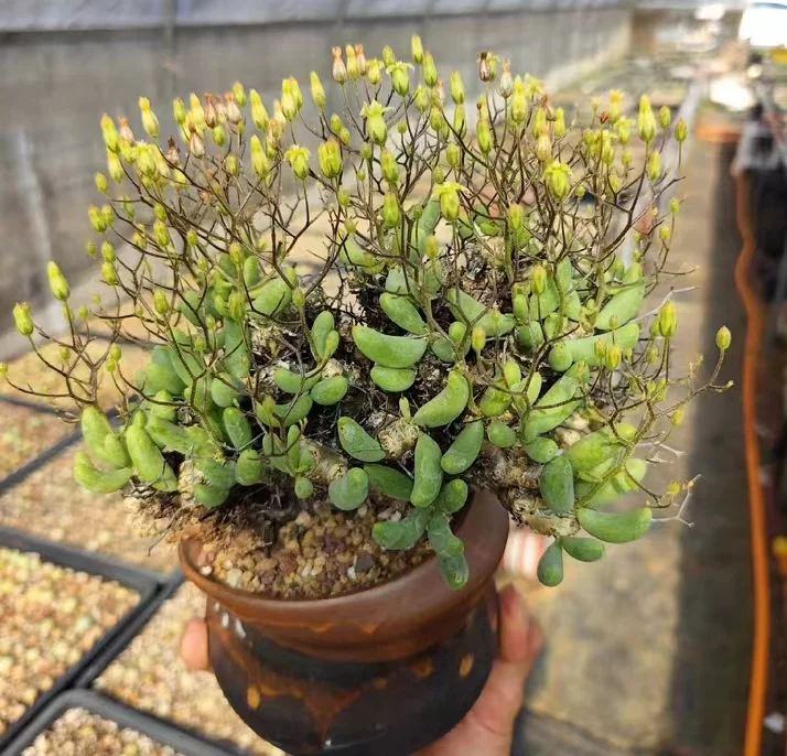 947. Tylecodon reticulatus 2cm/Caudex/ Succulent plants / Garden landscape / Carefully select healthy plants