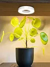 Full Spectrum Ceiling Grow Light 3/9/12H Timer LED Plant Light for Indoor Plants