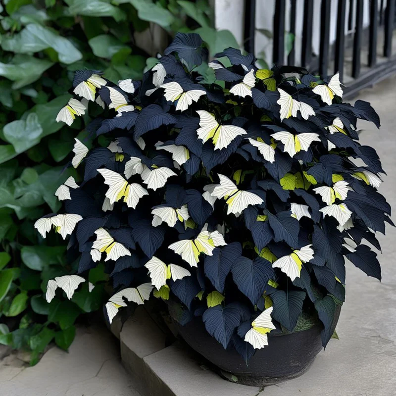 Moonlight Butterfly Begonia - Cream and Black