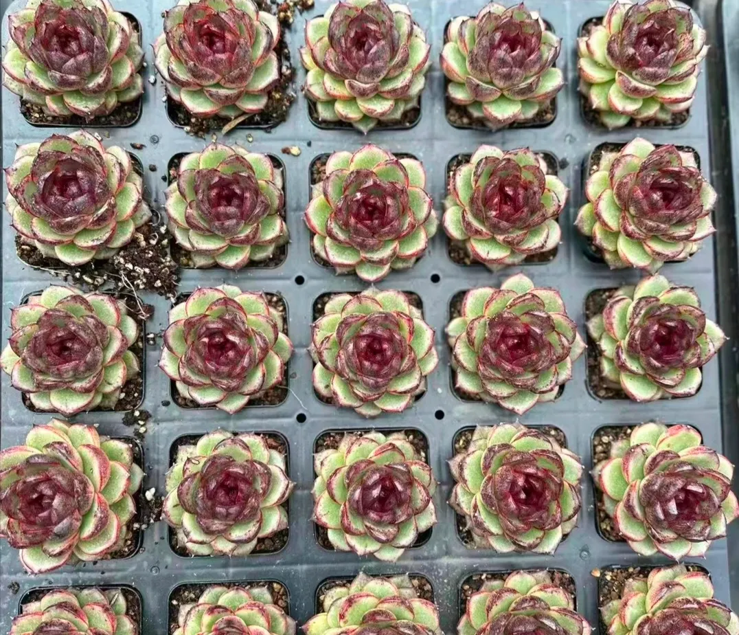 plant Aeonium Echeveria Haworthia  Caudex  Lithops Cactus  Agave 