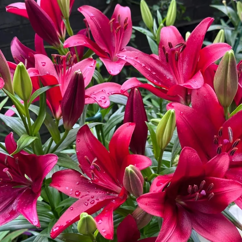 Dark Knight-Rare Exquisite Lily Bulbs 🌸