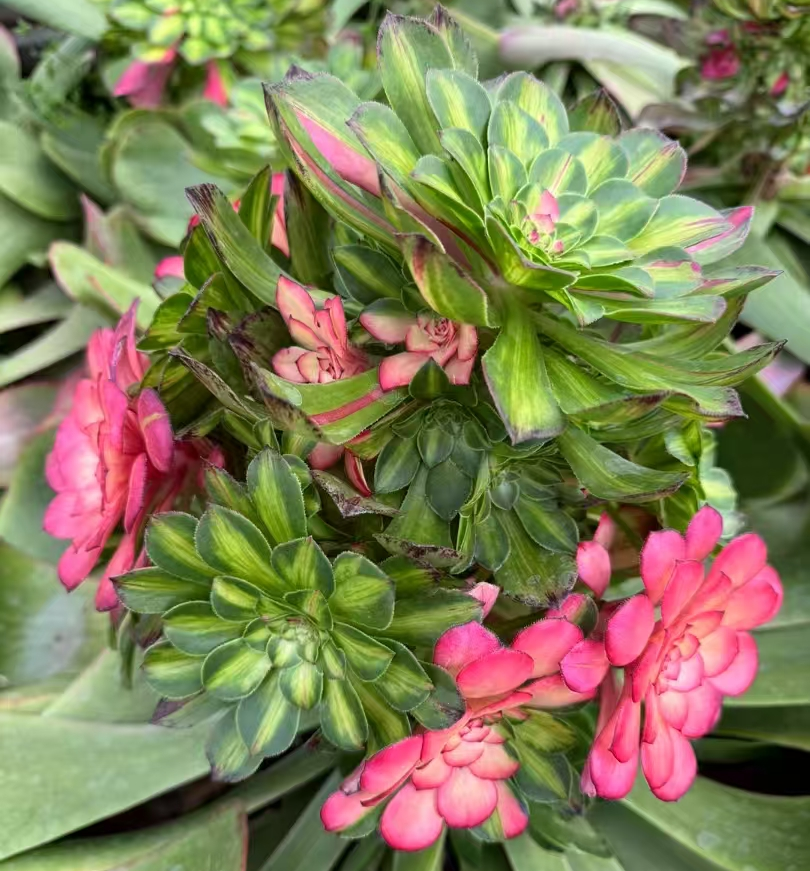 plant Aeonium Echeveria Haworthia  Caudex  Lithops Cactus  Agave 