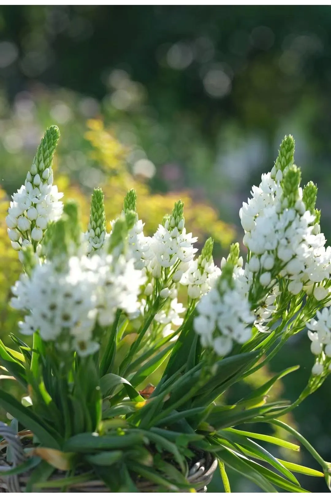 🌸 Sacred Heart Lily Bulbs – A Perennial Treasure for Your Garden