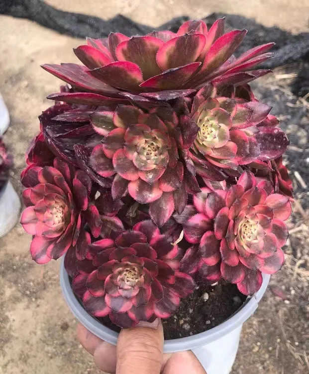 plant Aeonium Echeveria Haworthia  Caudex  Lithops Cactus  Agave 