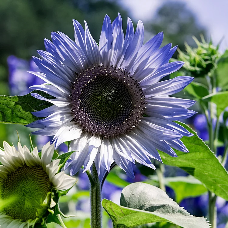 Purple Sunflower Seeds