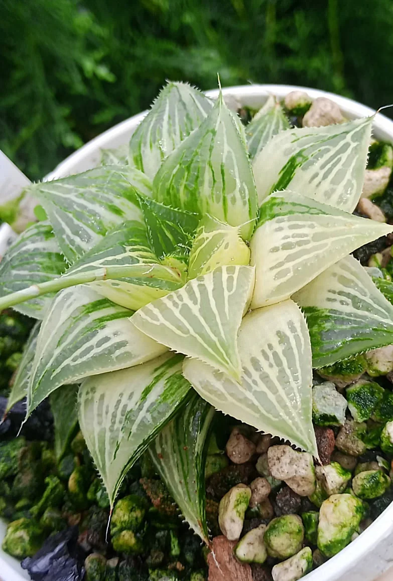 Haworthia2.Haworthia Pattaya sp variegated 4-5cm/ Haworthia/ Succulent plants / Garden landscape / Carefully select healthy plants