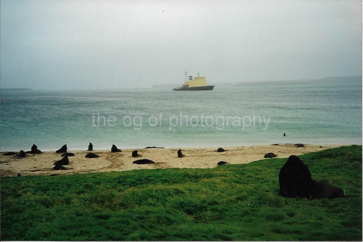 NEW ZEALAND Enderby Island FOUND Photo Poster painting Color Original Snapshot VINTAGE 99 1 W