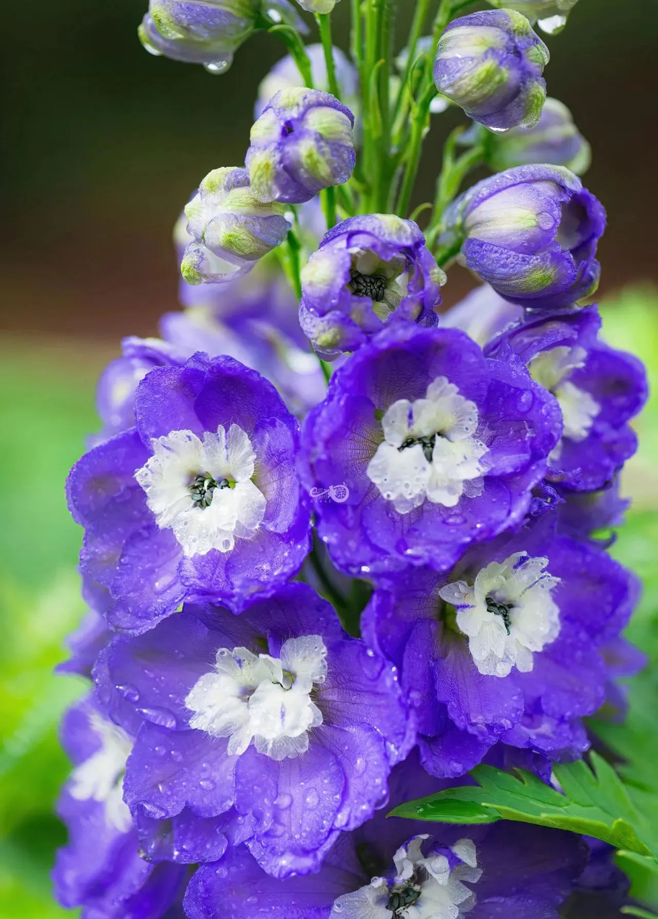 Delphinium Seeds-Mixed 7 Colors