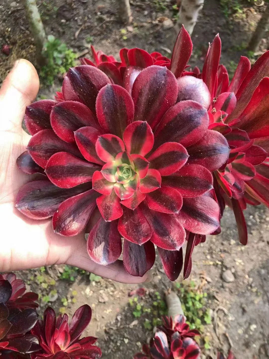 plant Aeonium Echeveria Haworthia  Caudex  Lithops Cactus  Agave 