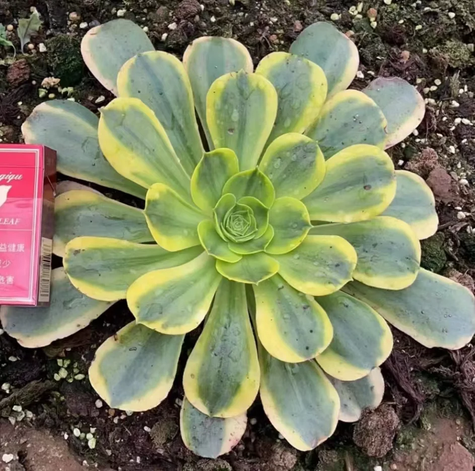 plant Aeonium Echeveria Haworthia  Caudex  Lithops Cactus  Agave 