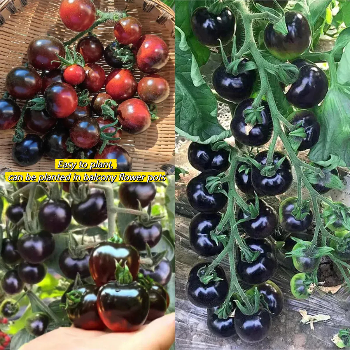 Black Tomato - Black Beauty Queen🍅