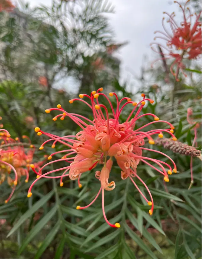Grevillea banksii (Red Silky Oak) Seeds