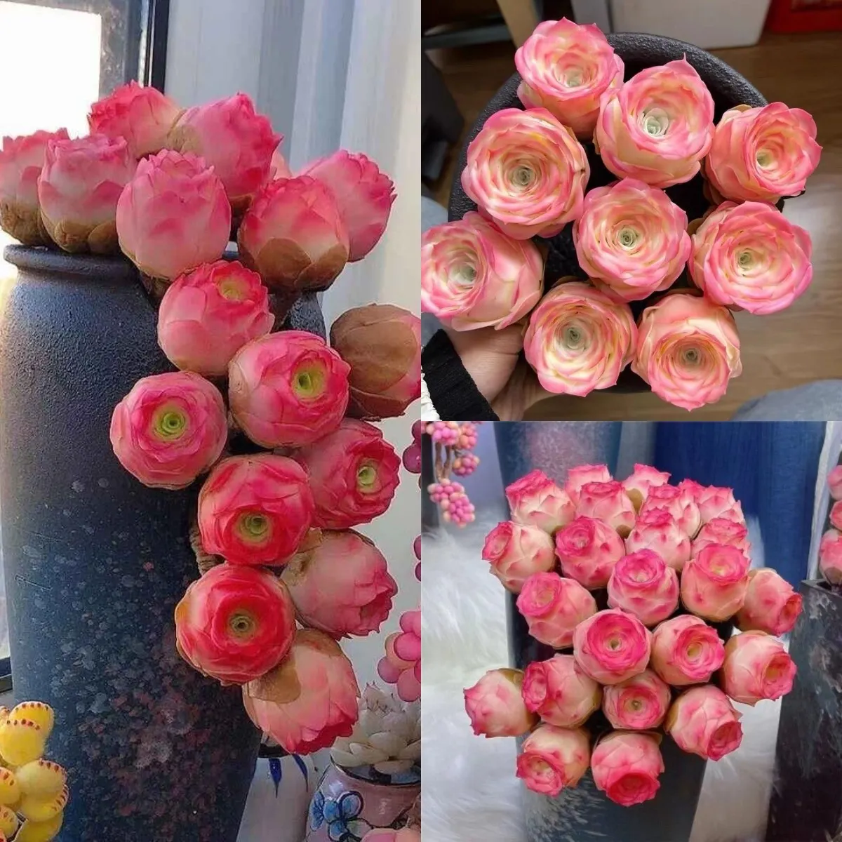Pink Mountain Rose -Succulent