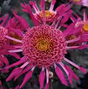 Chrysanthemum Seeds （Autumn Sowing） Jonyparkseed®