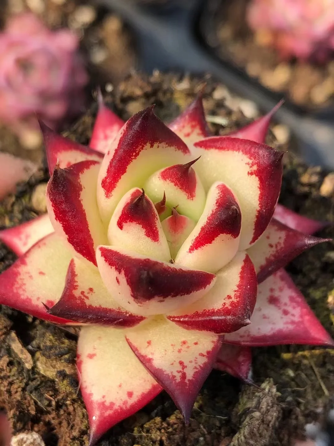 plant Aeonium Echeveria Haworthia  Caudex  Lithops Cactus  Agave 