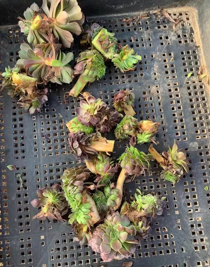 plant Aeonium Echeveria Haworthia  Caudex  Lithops Cactus  Agave 