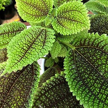 Coleus Seeds Black And Green Jonyparkseed®