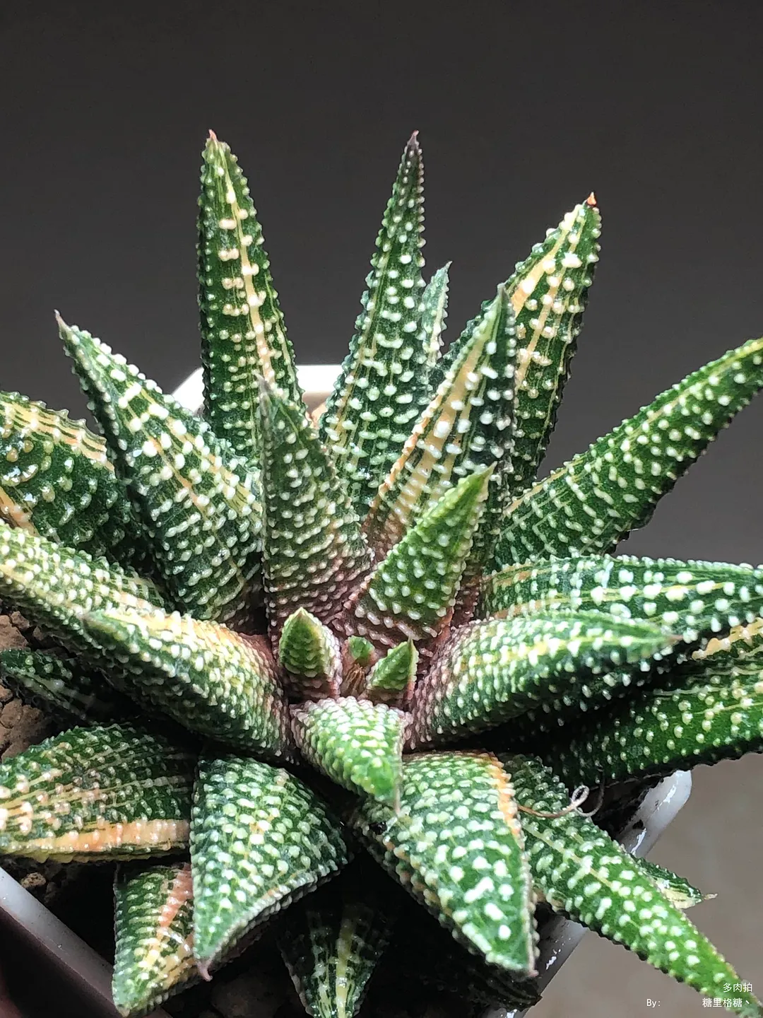 plant Aeonium Echeveria Haworthia  Caudex  Lithops Cactus  Agave 