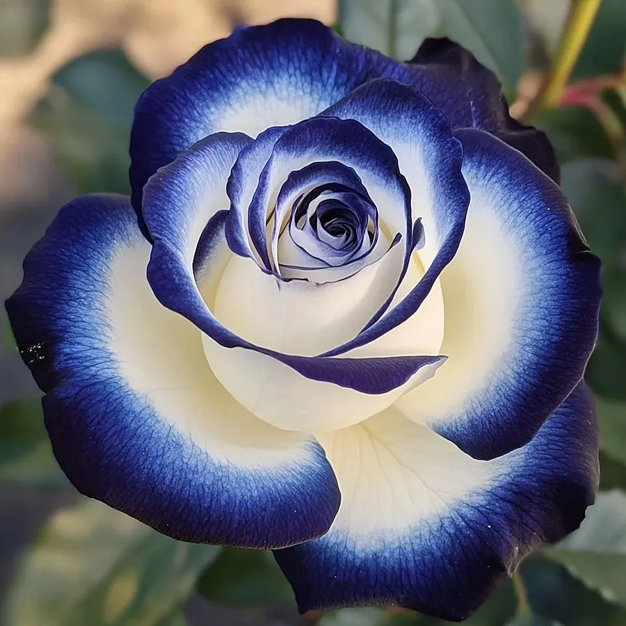Rare Blue Moon Rose &Multi-Colored Petal Lace Rose