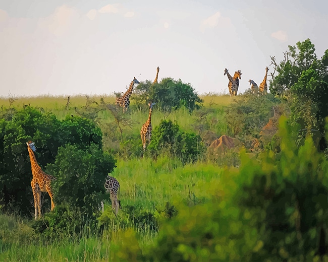 

Murchison Falls National Park Uganda Africa – Paint By Numbers - 40*50CM, 501 Original