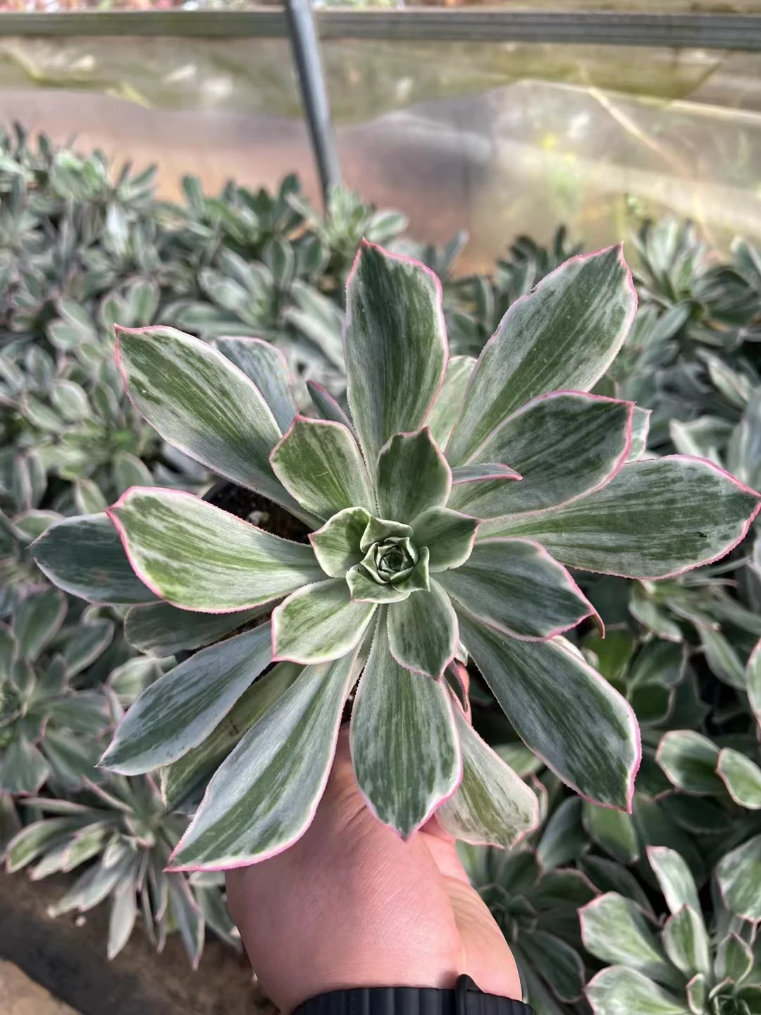 plant Aeonium Echeveria Haworthia  Caudex  Lithops Cactus  Agave 