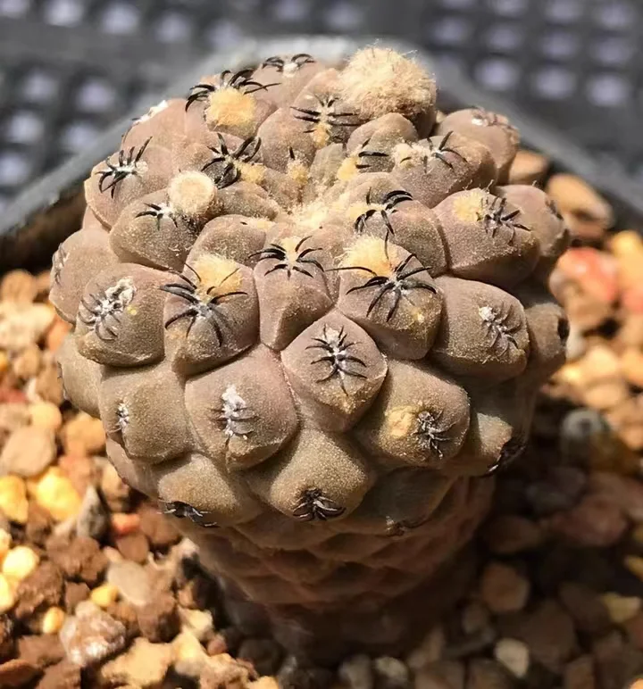 plant Aeonium Echeveria Haworthia  Caudex  Lithops Cactus  Agave 